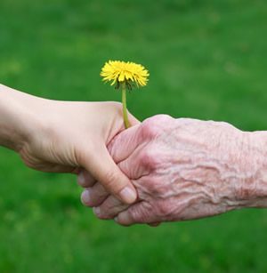 Young and senior's hands holding a yellow dandelion